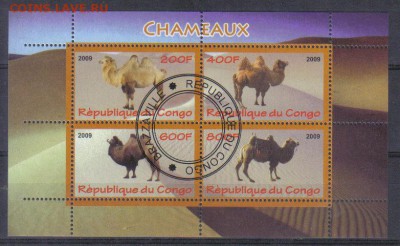 Конго мл 2009г Верблюды до 26.11 22.00мск - Конго мл 2009г Верблюды