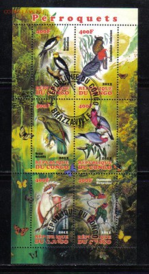 Конго мл 2012г Попугаи №2 до 26.11 22.00мск - Конго мл 2012г Попугаи №2