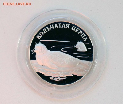 1 рубль. Кольчатая нерпа до 04.12.в 22-30 - нерпа