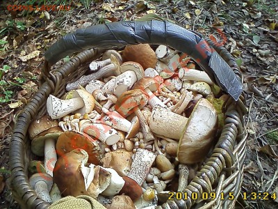 Любители "тихой охоты" есть? Все сюда :) - IMG1939