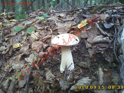 Любители "тихой охоты" есть? Все сюда :) - IMG1922