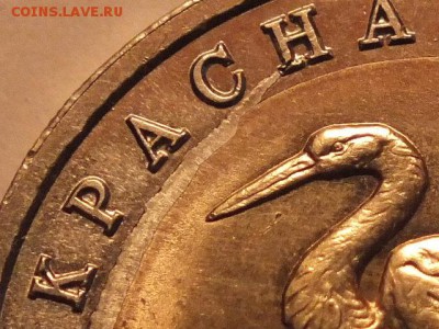 КК дальневосточный аист, определение брака - DSCF4622