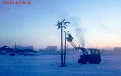 Скульптуры из балбаха и прочее! Балбах - навоз як. - Пальма.JPG