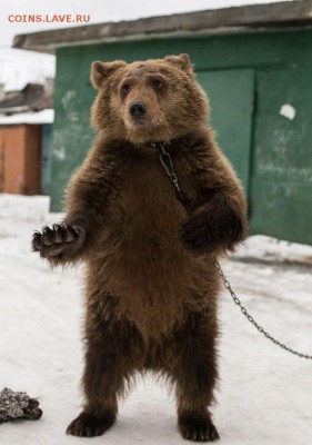 А что у нас делается в России? - image_23122015171349_14508728298464
