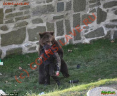 Закажи фотографию!!! - 1259187844_bear_02