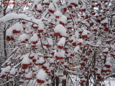 Новогодний конкурс. - IMG_2377[1].JPG
