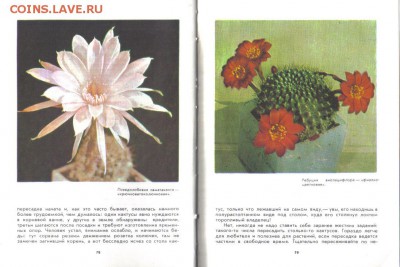 Книга о кактусах до 12.01 22.00мск - Книга о кактусах-2