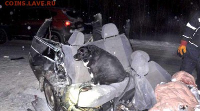 Тема о собаках - sobaka-vygil-v-sait-90115-compressor