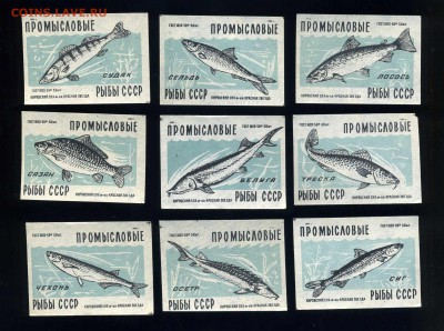 Спичечные этикетки 50-х годов --9шт - Рыбы-- до 18.01 - img249