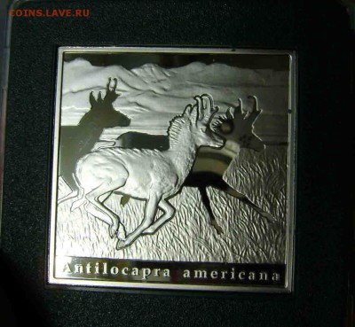 1 долар 2010 год - DSC08604zz