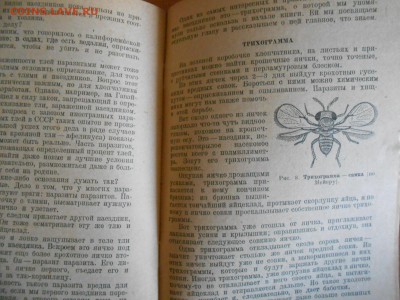 Книга "Наши друзья насекомые", 1937 год, до 22.01.2016 - DSCN3271.JPG