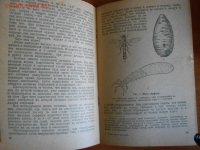 Книга "Наши друзья насекомые", 1937 год, до 22.01.2016 - DSCN3270.JPG