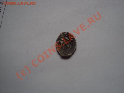 Определить чешуйку - DSC00549.JPG