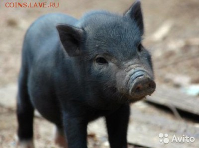 События на Украине. - 1309566721