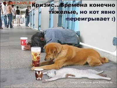 юмор - кот