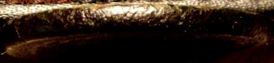 2 коп.1810г. НМ ЕМ пчелка до 28.01.16г. до 22-00 - DSCF5932.JPG