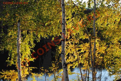 ФОТО - просто фото. Те что получились удачными. - DSC_0058