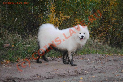 ФОТО - просто фото. Те что получились удачными. - DSC_0236