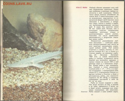 Рыбы, Амфибии,Рептилии красной книги СССР , 21.00 мск 01.02 - Рыбы, Амфибии,Рептилии красной книги СССР-4