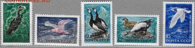 СССР 1972. Водоплавающие птицы** - 1972-576