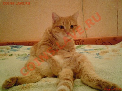ФОТО - просто фото. Те что получились удачными. - ABCD0014.JPG