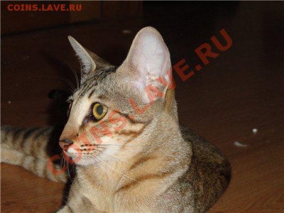 Кто стережет ваши монетки ? - 50d609bdf819