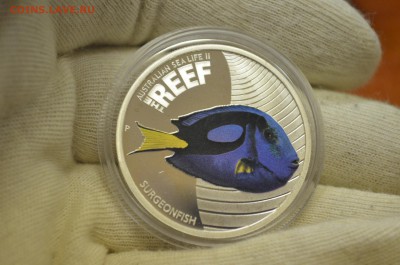 Австралия 2012г. 50 центов – Рыба хирург (PROOF) до 11.02 - DSC_0002.JPG