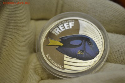 Австралия 2012г. 50 центов – Рыба хирург (PROOF) до 11.02 - DSC_0003.JPG