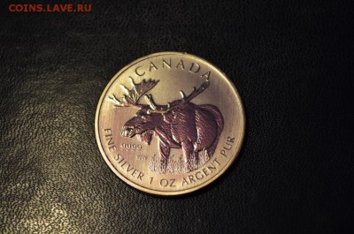 с рубля. Канада - инвестиционник "Лось" - DSC_0475.JPG