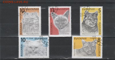 Коты (Болгария) до 21.02 в 22.00 - IMG_20160219_0003