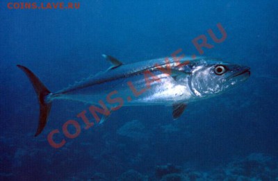 Животные на монетах - Gymnosarda_unicolor