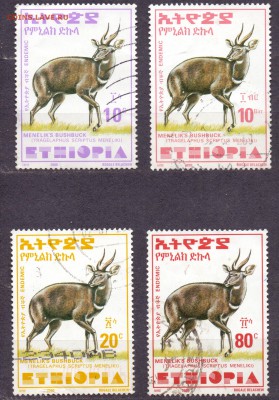 Эфиопия, фауна до 26.02.16 22:00 МСК - эфиопия рога