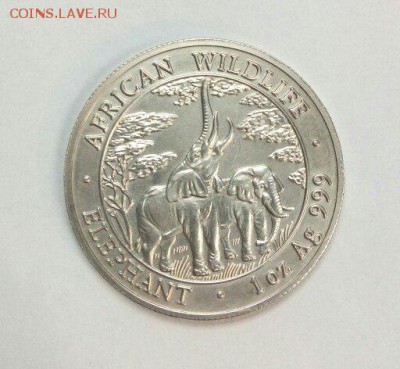 Серебро 5000 квачей Слоны до 29.02.16 с 200р - ZiPOPMvH_Ps