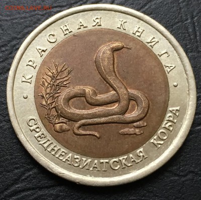 10 рублей Среднеазиатская кобра с 200 руб! до 1.03.16 22:00 - image-25-02-16-12-06-1