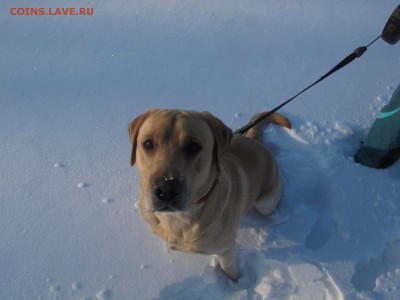 Тема о собаках - IMG_8117.JPG