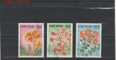 Флора (Гвинея) до 27.02 в 22.00 - IMG_20160226_0017