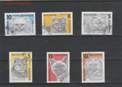 Коты (Болгария) до 27.02 в 22.00 - IMG_20160226_0034