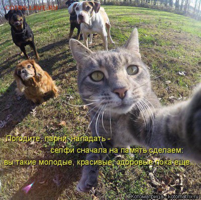 Любите ли вы кошек? - kotomatritsa_F