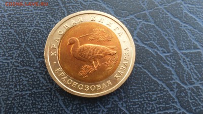 Красная Книга Краснозобая Казарка Брак Вставки 05.03 - 22-00 - DSC_0003.JPG