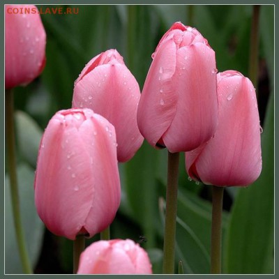 5 ЮБИЛЕЙНЫХ МОНЕТ(КОРОТКИЙ) - 30