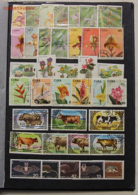 Альбом с коллекцией Флора и Фауна 578 марок до 13.03 - IMG_7454.JPG