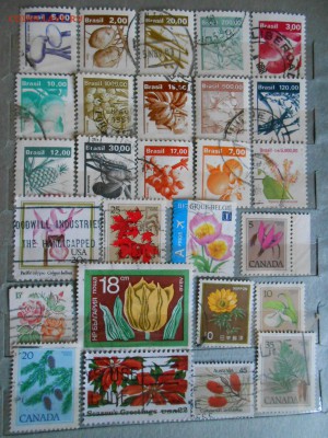 Флора, 157 марок без повторов, до 15.03.2016 - DSCN4304.JPG