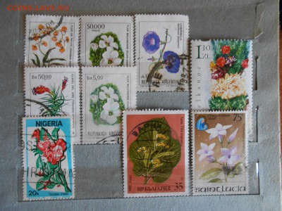 Флора, 157 марок без повторов, до 15.03.2016 - DSCN4299.JPG