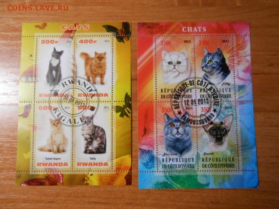Кошки, 2 малых листа, лот 2, до 15.03.2016 - DSCN4201.JPG