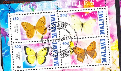 Малави 2013 бабочки (3) - 51