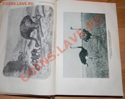 Книга "Жизнь Животных" по А.Э. Брему 1937 год - Изображение 576