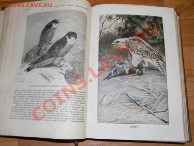Книга "Жизнь Животных" по А.Э. Брему 1937 год - Изображение 579