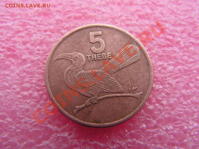 -Ботсвана- 5 тхебе 1996(фауна) -- 27,10 22-00 - PICT0806.JPG