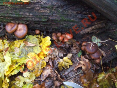 ФОТООТЧЕТЫ ПО ВЫЕЗДАМ 2010г. - Изображение 305