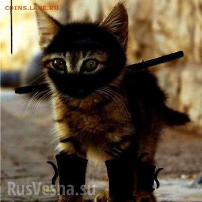 События на Украине. - cat_002